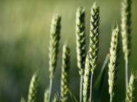 Девушка Лето summer, nature, wallpaper 3183 обои рабочий стол