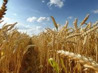 Девушка Лето summer, nature, wallpaper 379 обои рабочий стол