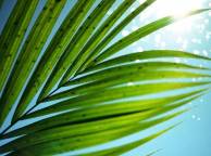 Девушка Лето summer, nature, wallpaper 336 обои рабочий стол