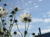 Девушка Лето summer, nature, wallpaper 381 обои рабочий стол