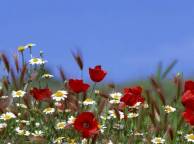 Девушка Лето summer, nature, wallpaper 370 обои рабочий стол