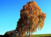 Девушка Лето summer, nature, wallpaper 3163 обои рабочий стол