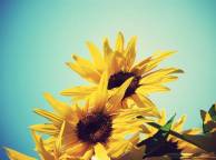 Девушка Лето summer, nature, wallpaper 375 обои рабочий стол