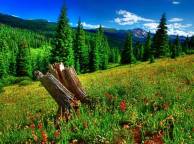 Девушка Лето summer, nature, wallpaper 3182 обои рабочий стол