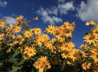 Девушка Лето summer, nature, wallpaper 38 обои рабочий стол