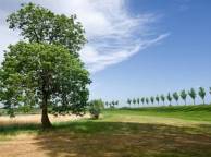 Девушка Лето summer, nature, wallpaper 3144 обои рабочий стол