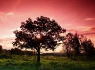 Девушка Лето summer, nature, wallpaper 3164 обои рабочий стол