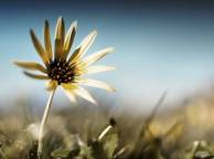 Девушка Лето summer, nature, wallpaper 391 обои рабочий стол