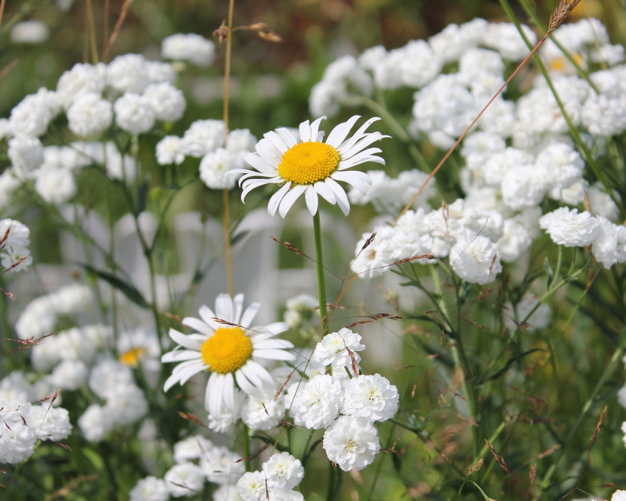 Природа, пейзаж Лето summer, nature, wallpaper33 красивые обои рабочий стол