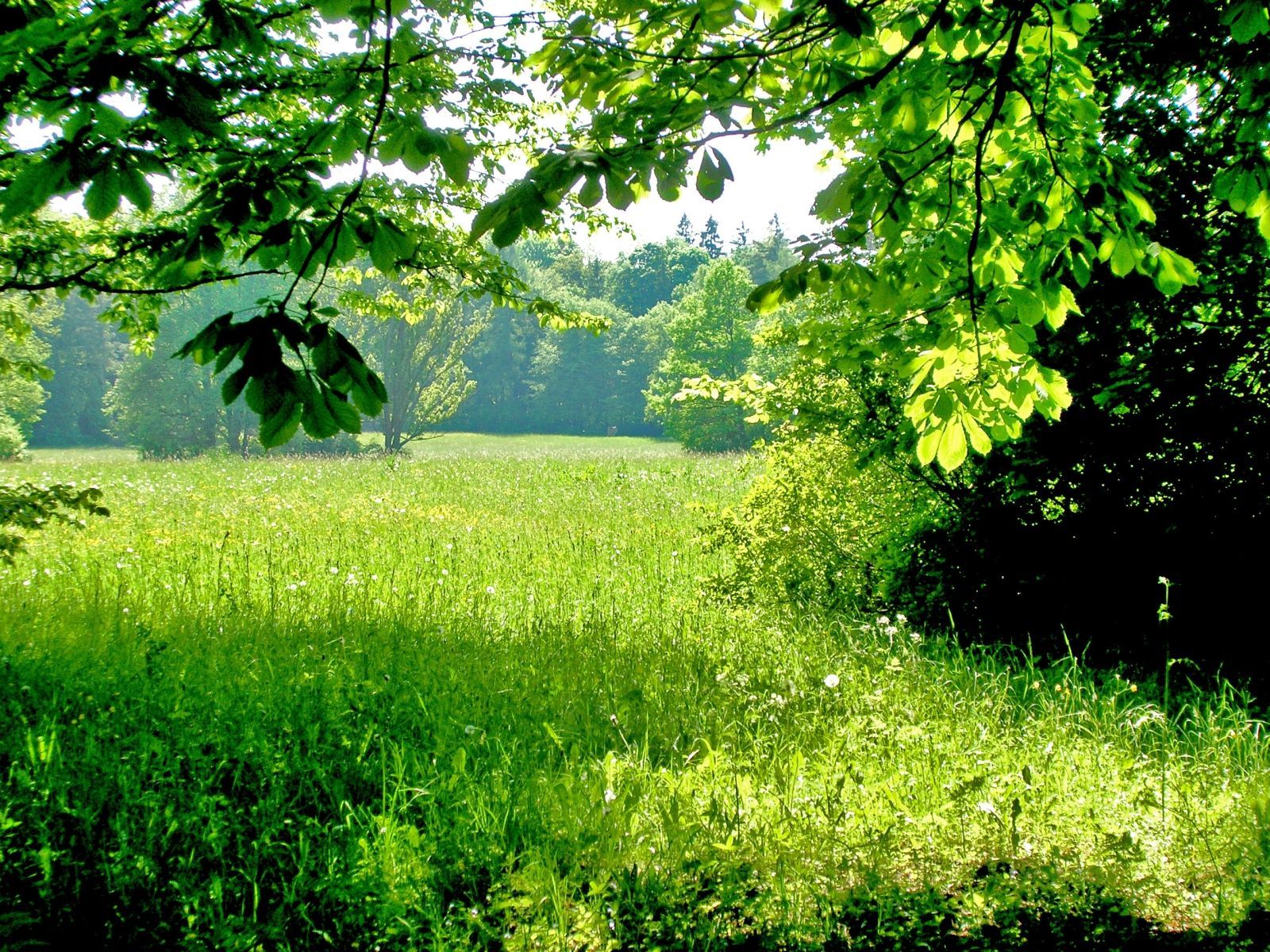 Природа, пейзаж Лето зелень, деревья, трава, тени, солнечный день красивые обои рабочий стол