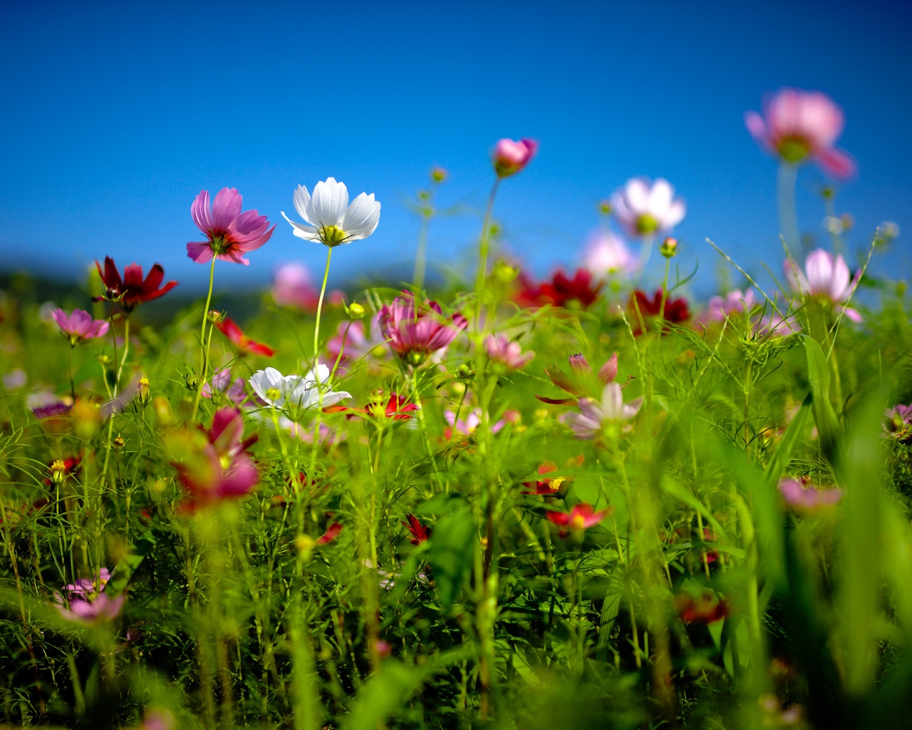 Природа, пейзаж Лето summer, nature, wallpaper 188 красивые обои рабочий стол