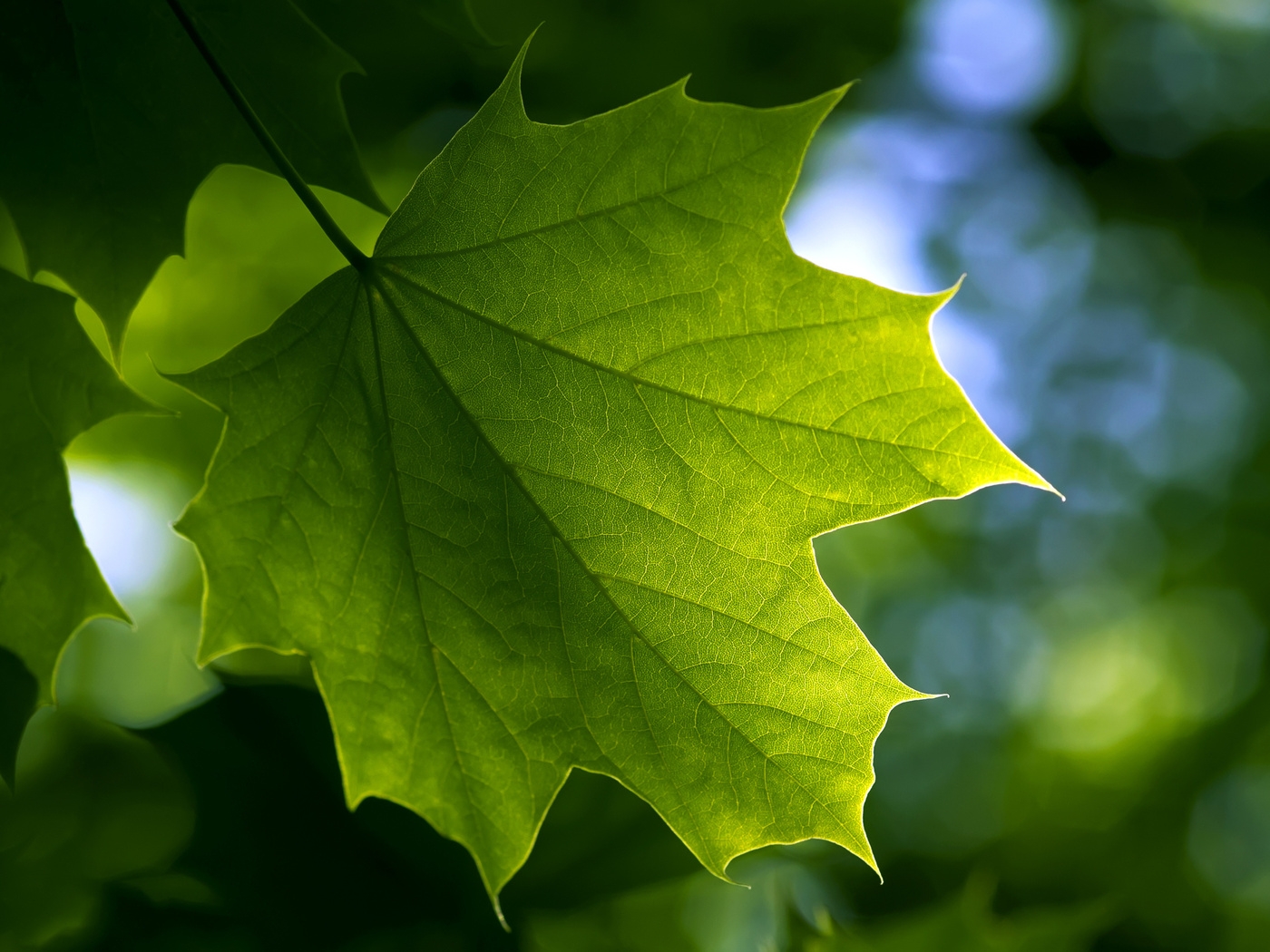 Природа, пейзаж Лето summer, nature, wallpaper 389 красивые обои рабочий стол