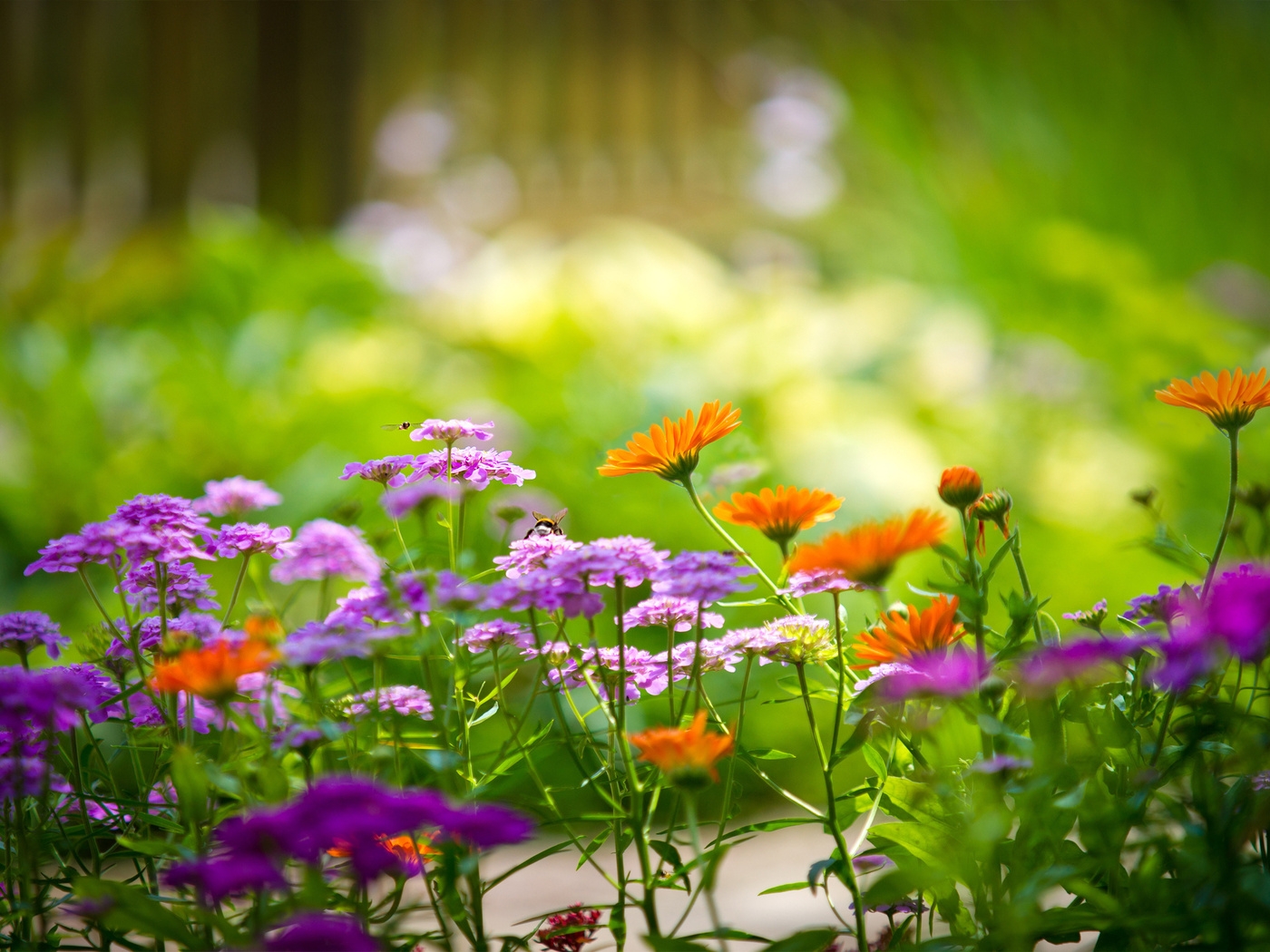 Природа, пейзаж Лето summer, nature, wallpaper 326 красивые обои рабочий стол