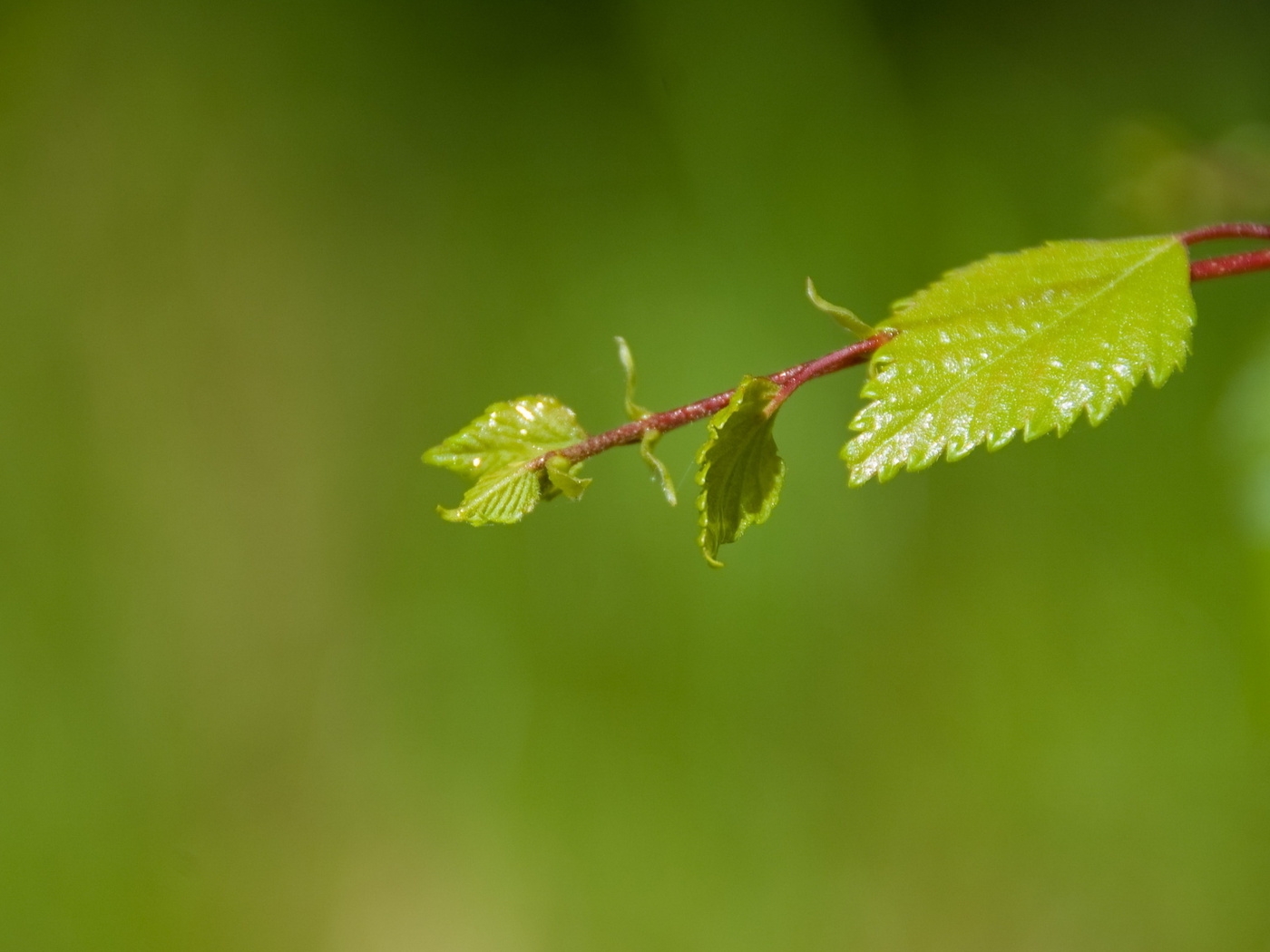 Природа, пейзаж Лето summer, nature, wallpaper 394 красивые обои рабочий стол