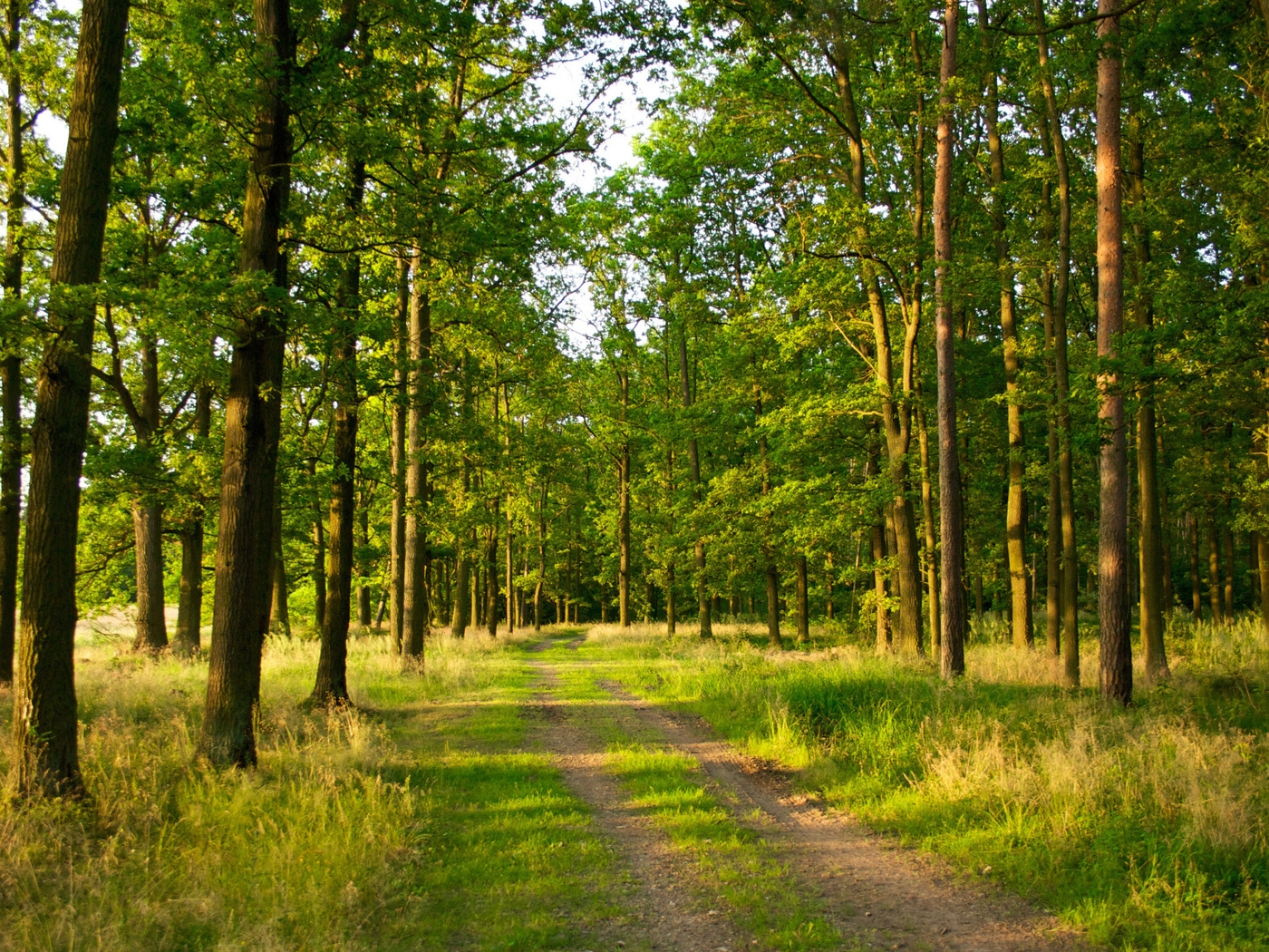 Природа, пейзаж Лето summer, nature, wallpaper 21 красивые обои рабочий стол