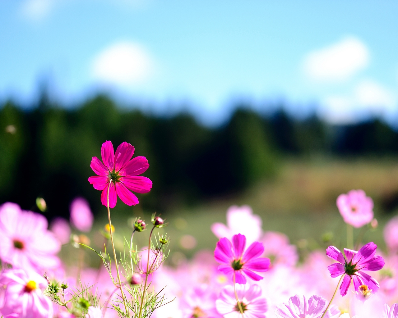 Природа, пейзаж Лето summer, nature, wallpaper 165 красивые обои рабочий стол