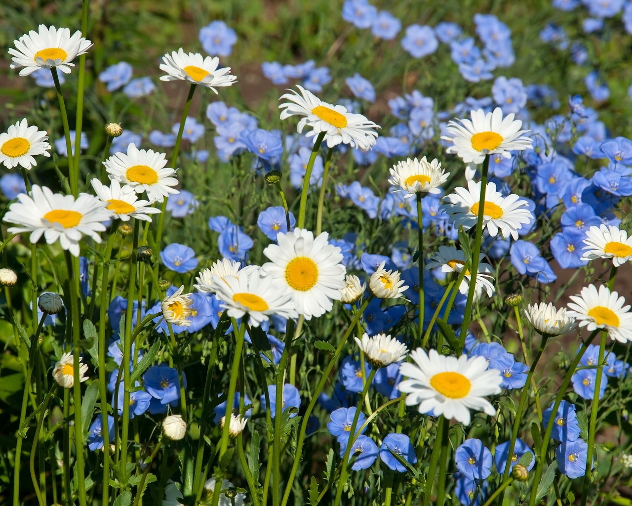 Природа, пейзаж Лето summer, nature, wallpaper9 красивые обои рабочий стол