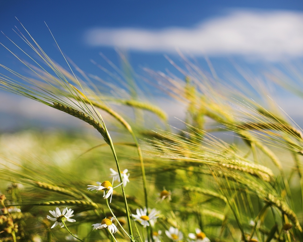 Природа, пейзаж Лето summer, nature, wallpaper6 красивые обои рабочий стол