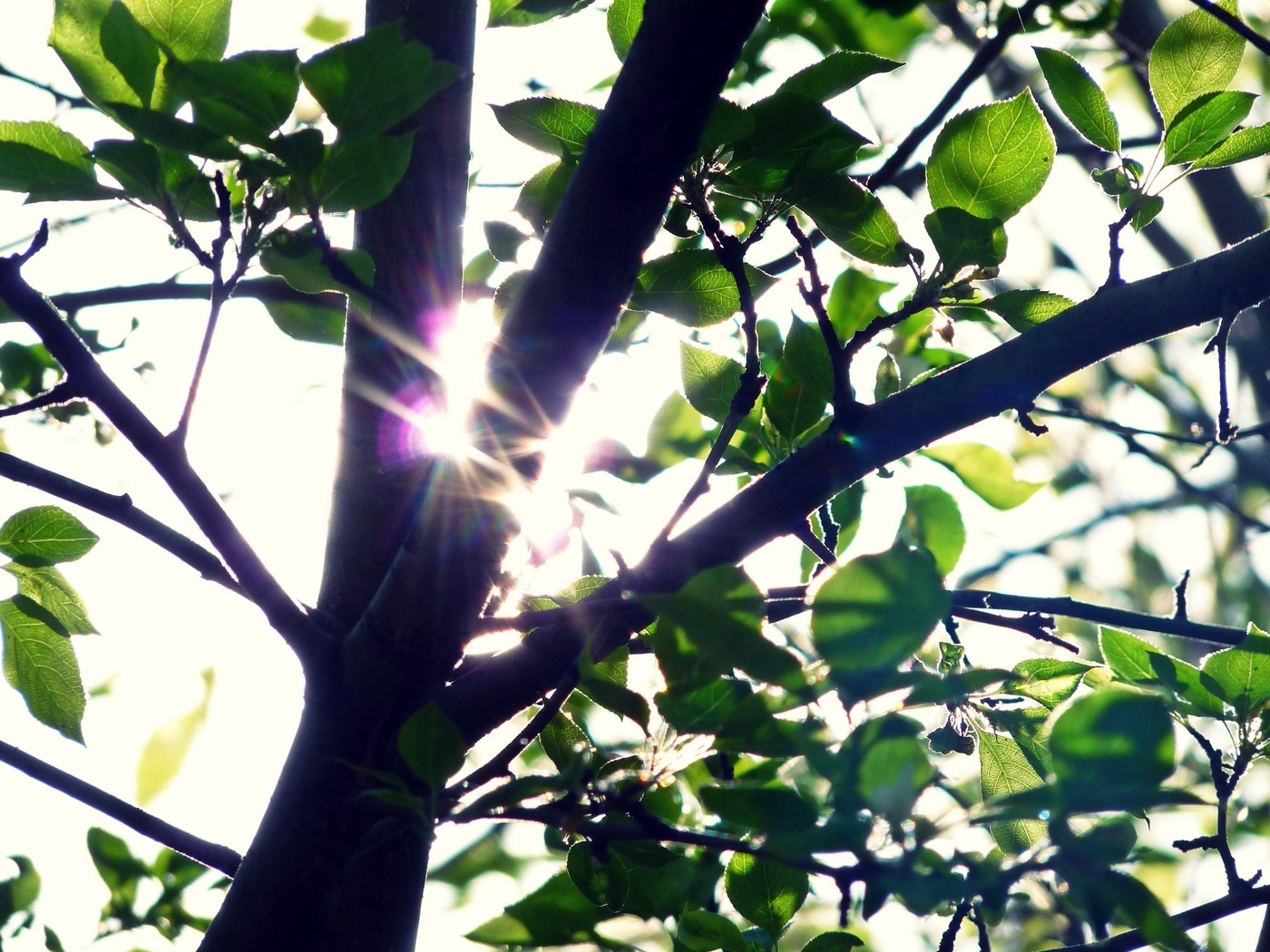 Природа, пейзаж Лето summer, nature, wallpaper 313 красивые обои рабочий стол