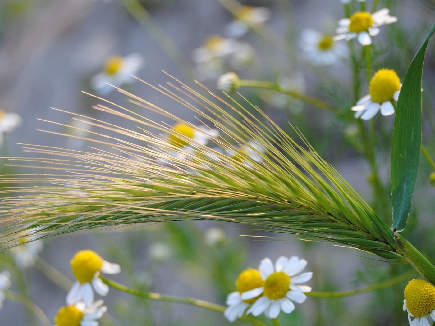 Природа, пейзаж Лето summer, nature, wallpaper 220 красивые обои рабочий стол