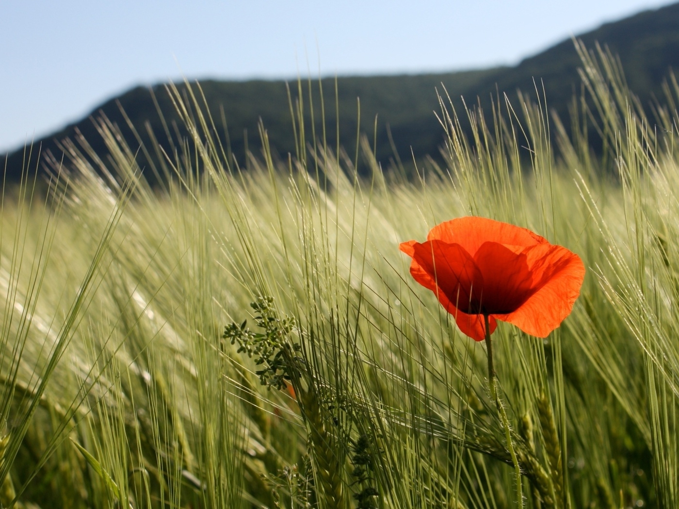 Природа, пейзаж Лето summer, nature, wallpaper 224 красивые обои рабочий стол