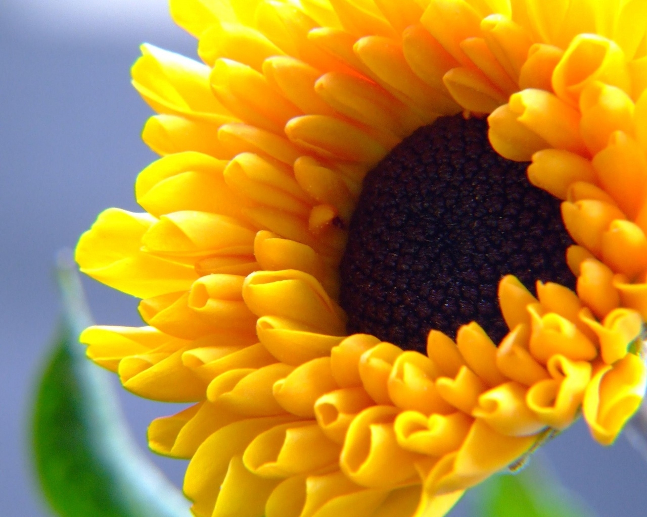 Природа, пейзаж Лето summer, nature, wallpaper 124 красивые обои рабочий стол