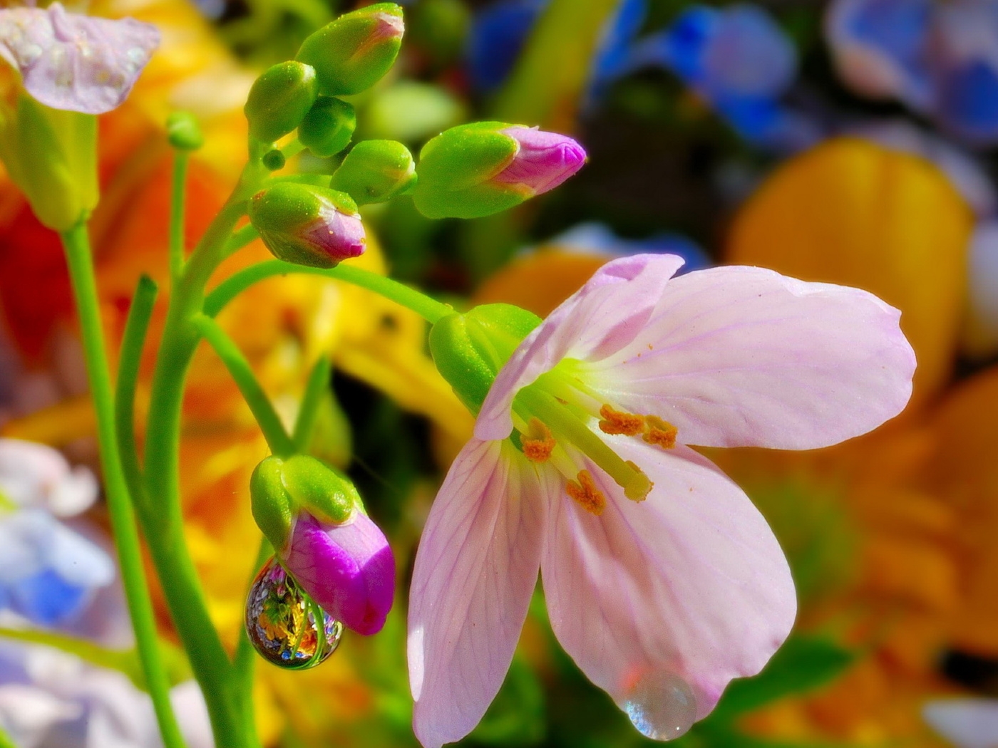Природа, пейзаж Лето summer, nature, wallpaper 215 красивые обои рабочий стол