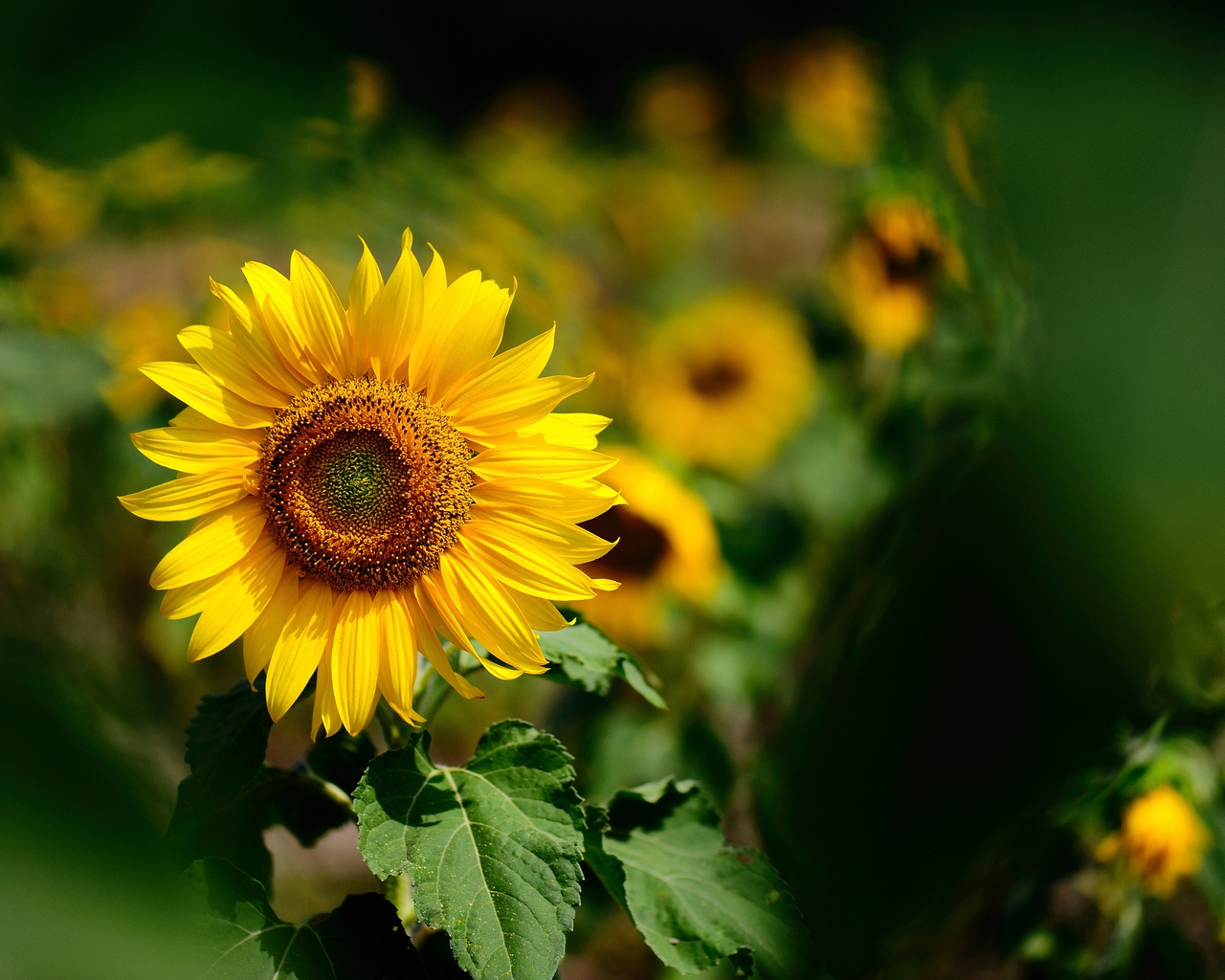 Природа, пейзаж Лето summer, nature, wallpaper 142 красивые обои рабочий стол