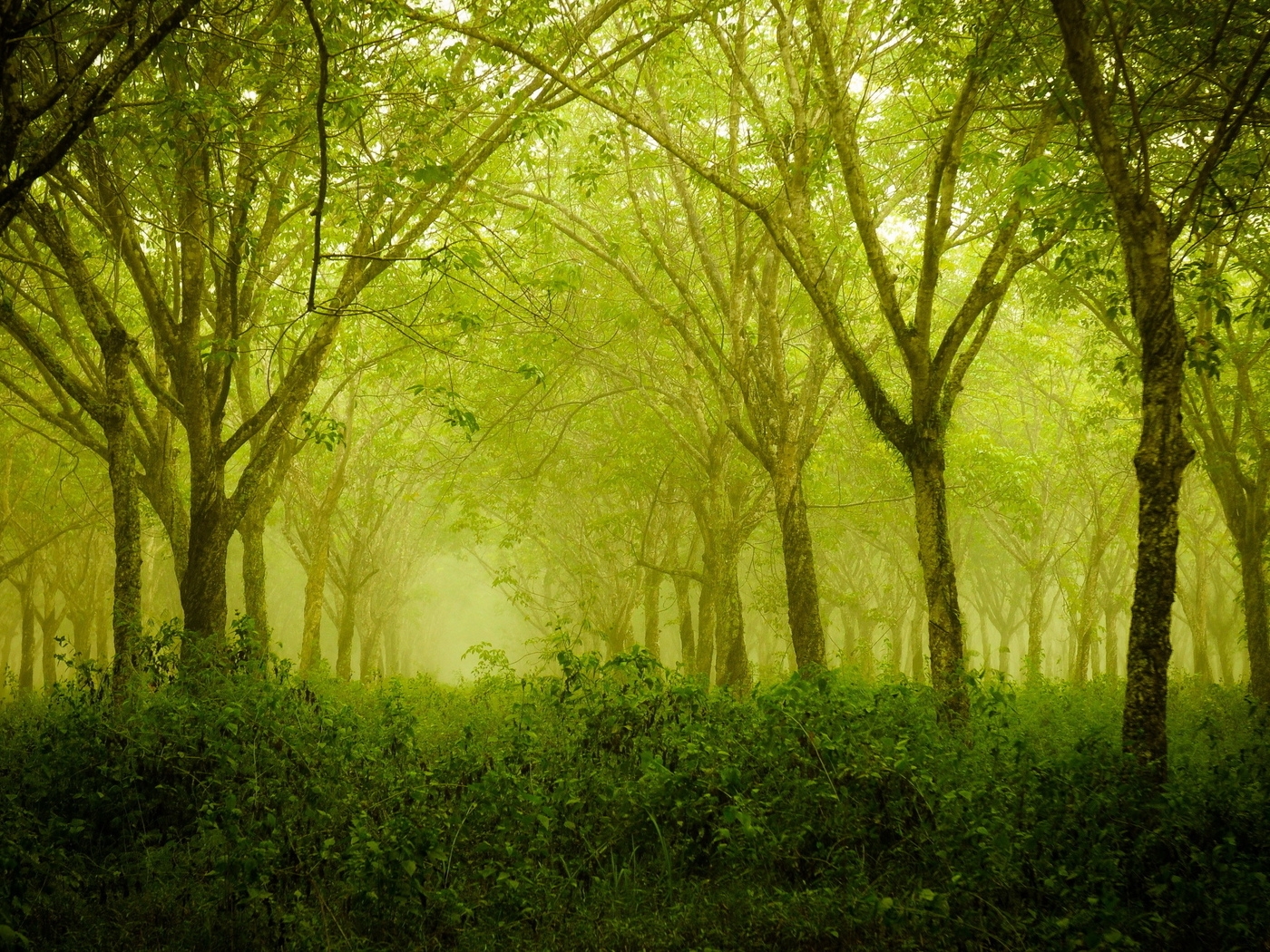 Природа, пейзаж Лето summer, nature, wallpaper 283 красивые обои рабочий стол