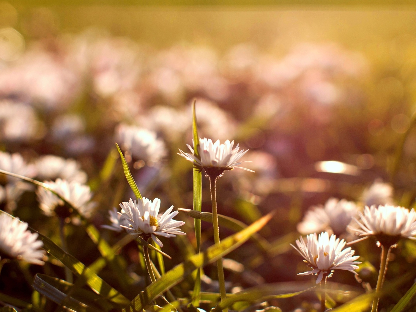 Природа, пейзаж Лето summer, nature, wallpaper 339 красивые обои рабочий стол