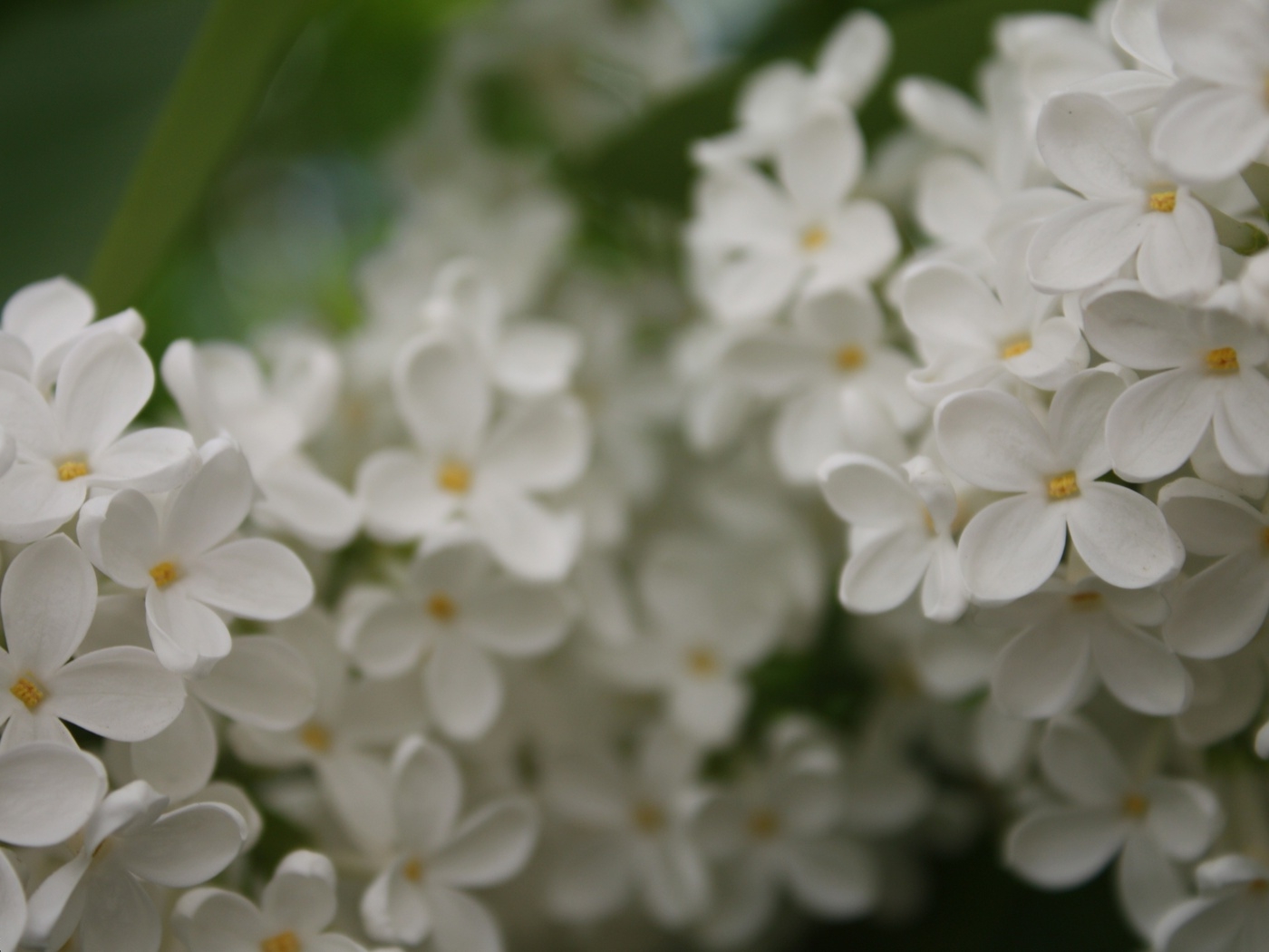 Природа, пейзаж Лето summer, nature, wallpaper 257 красивые обои рабочий стол