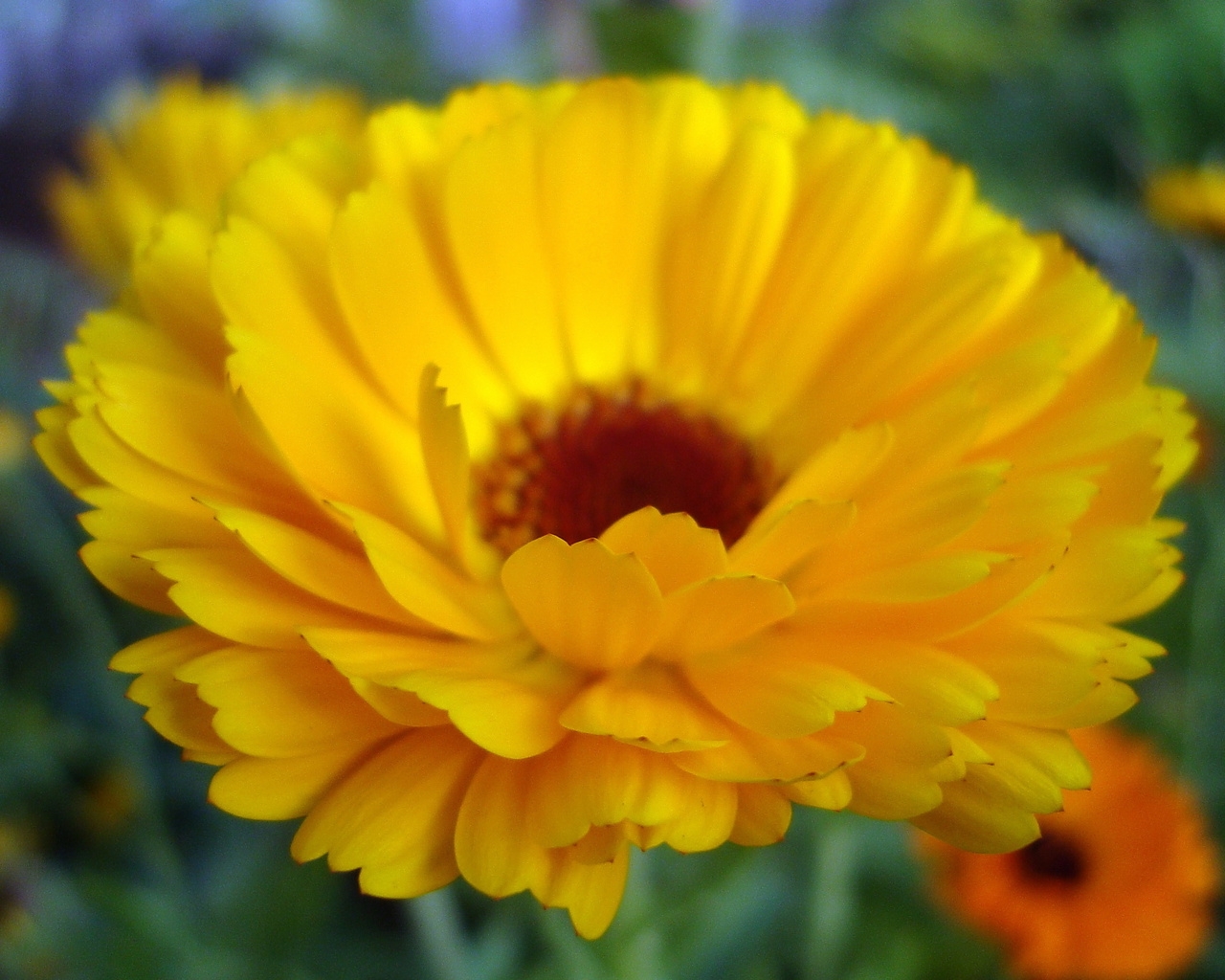 Природа, пейзаж Лето summer, nature, wallpaper 125 красивые обои рабочий стол