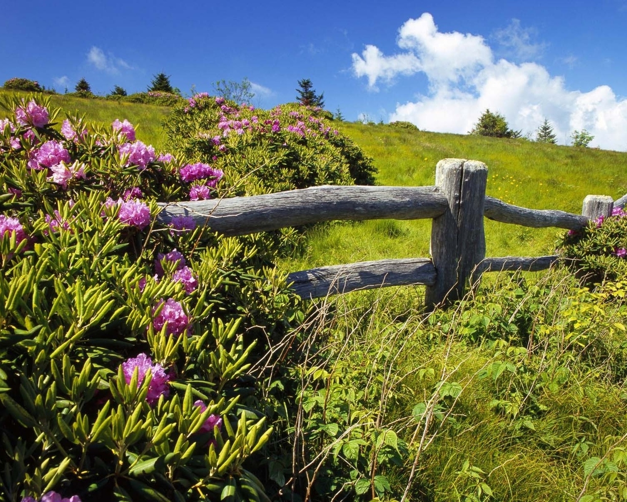 Природа, пейзаж Лето summer, nature, wallpaper 185 красивые обои рабочий стол