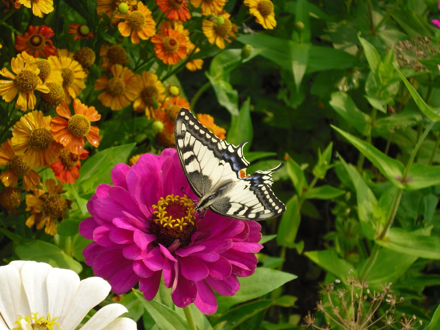 Природа, пейзаж Лето summer, nature, wallpaper 237 красивые обои рабочий стол
