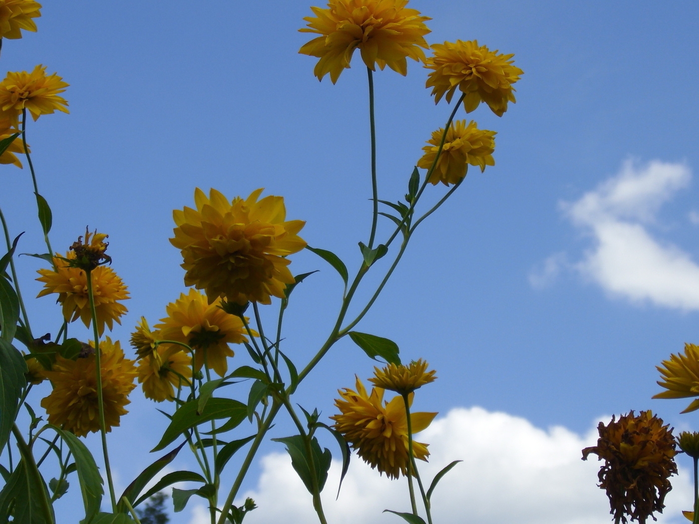 Природа, пейзаж Лето summer, nature, wallpaper 320 красивые обои рабочий стол