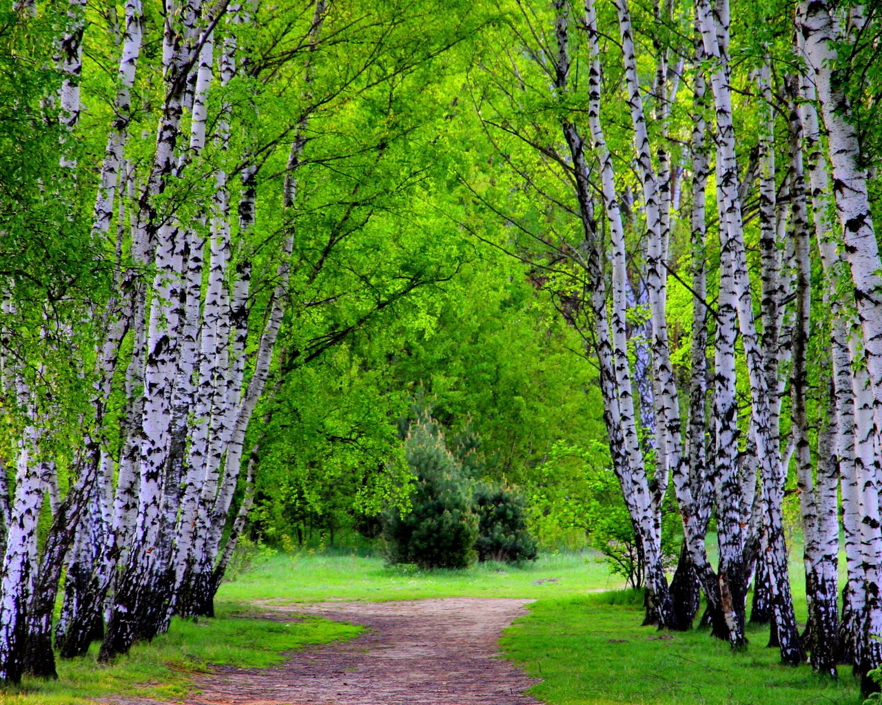 Природа, пейзаж Лето summer, nature, wallpaper8 красивые обои рабочий стол