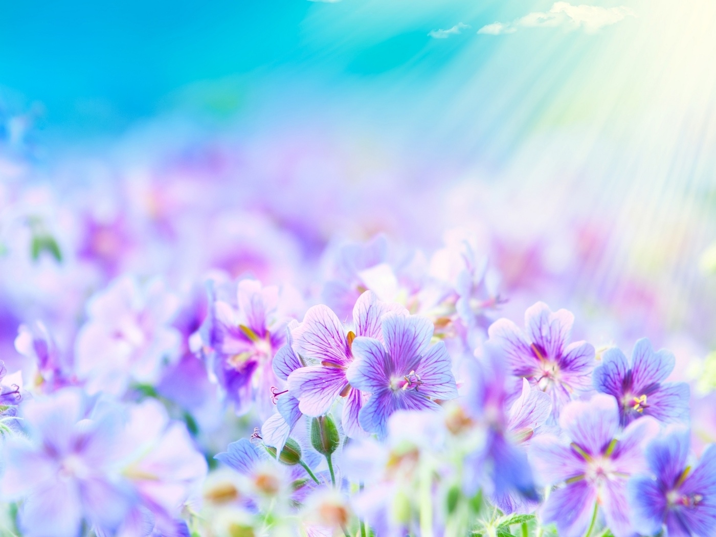 Природа, пейзаж Лето summer, nature, wallpaper 238 красивые обои рабочий стол