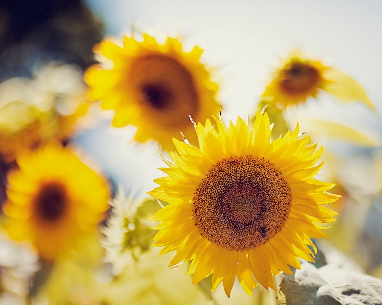 Природа, пейзаж Лето summer, nature, wallpaper 168 красивые обои рабочий стол