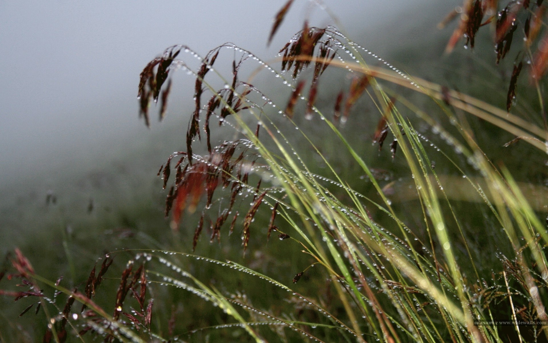 Природа, пейзаж Лето трава, роса, после дождя красивые обои рабочий стол