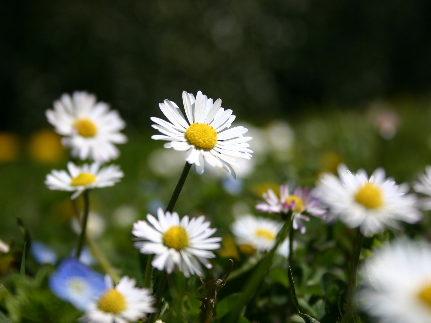 Природа, пейзаж Лето summer, nature, wallpaper 239 красивые обои рабочий стол
