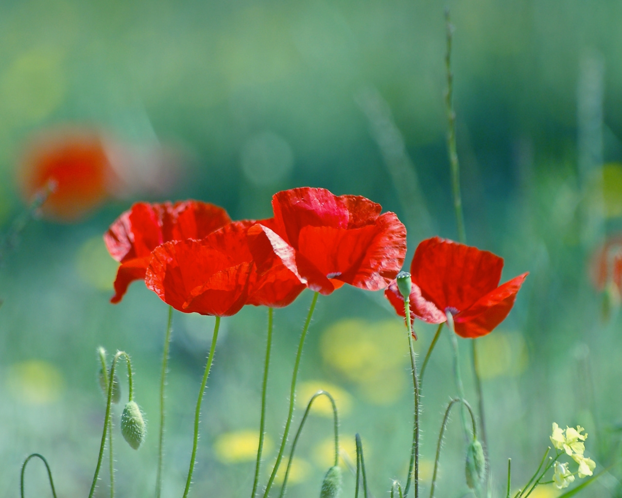 Природа, пейзаж Лето summer, nature, wallpaper 110 красивые обои рабочий стол