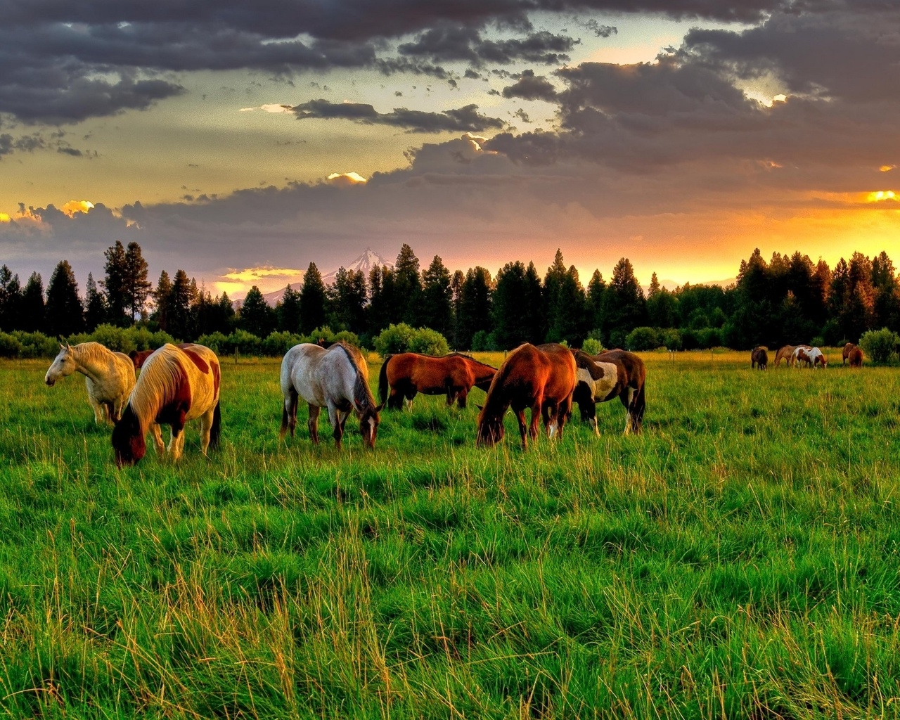 Природа, пейзаж Лето summer, nature, wallpaper 133 красивые обои рабочий стол