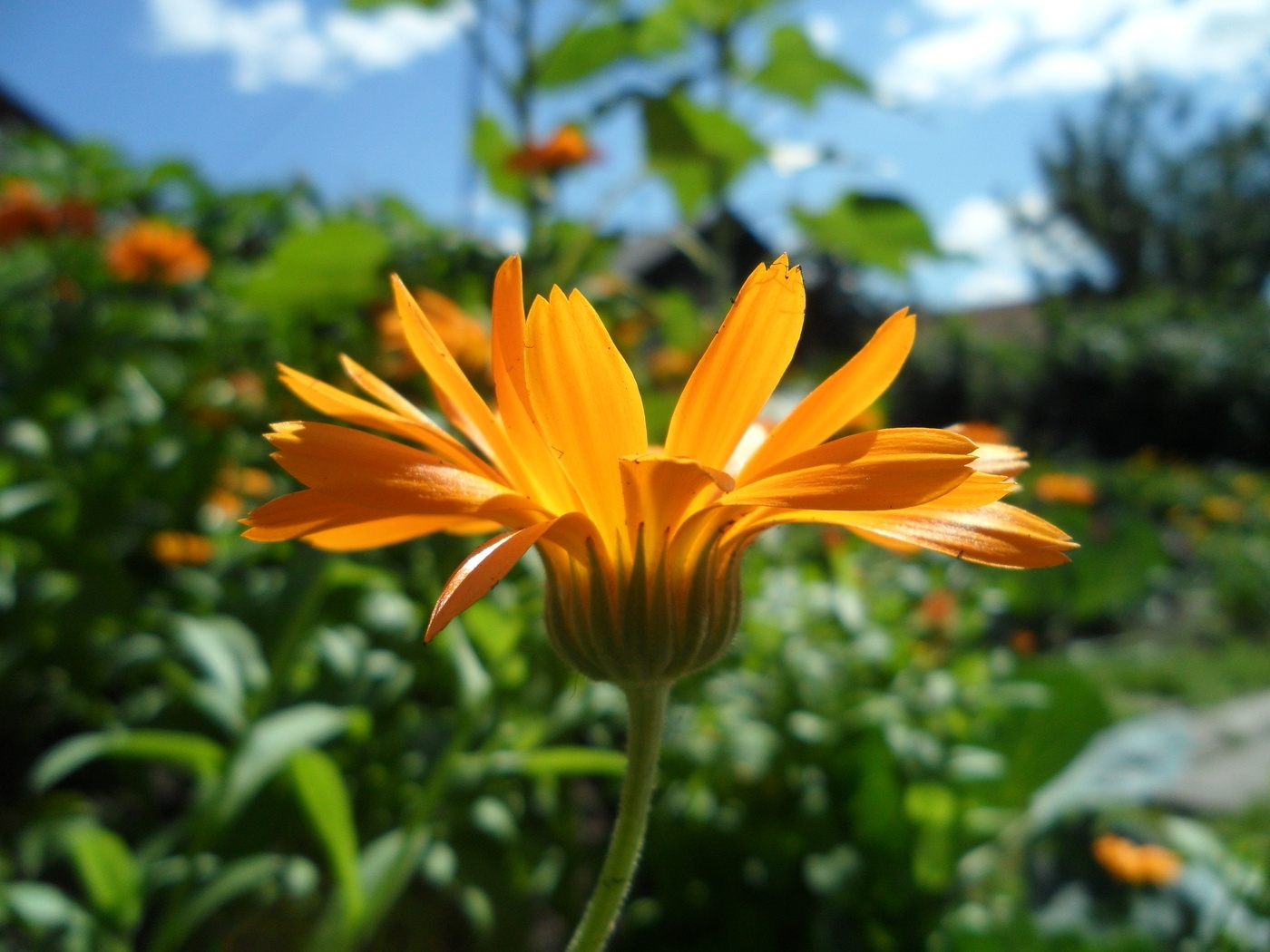 Природа, пейзаж Лето summer, nature, wallpaper 3100 красивые обои рабочий стол