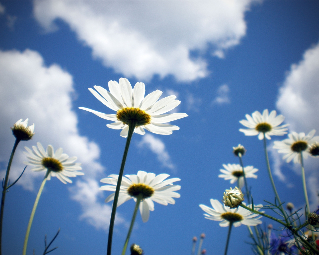 Природа, пейзаж Лето summer, nature, wallpaper 111 красивые обои рабочий стол