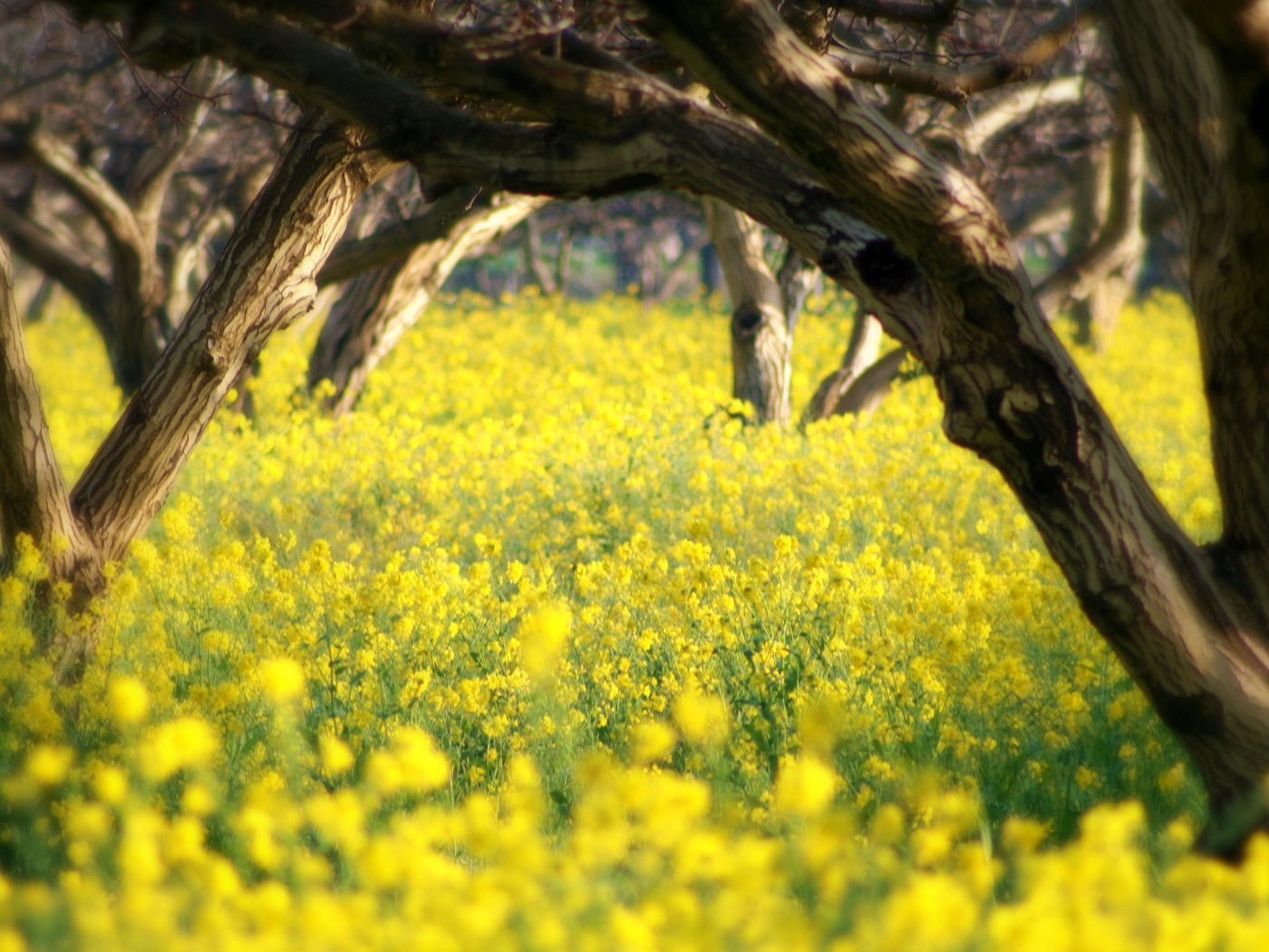 Природа, пейзаж Лето summer, nature, wallpaper 22 красивые обои рабочий стол