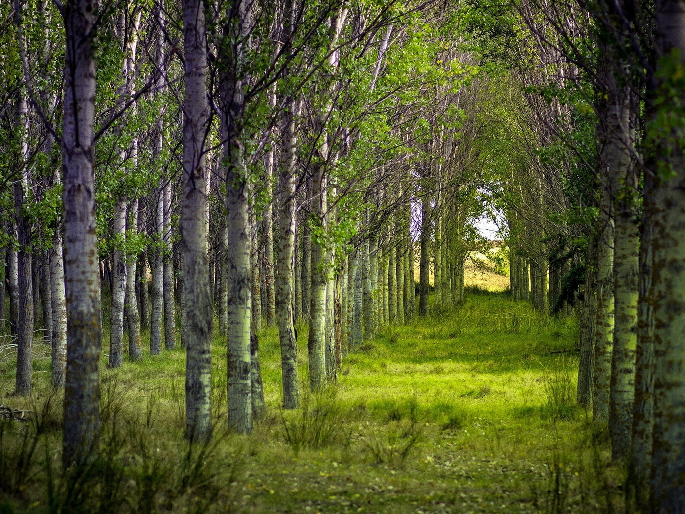 Природа, пейзаж Лето summer, nature, wallpaper 278 красивые обои рабочий стол