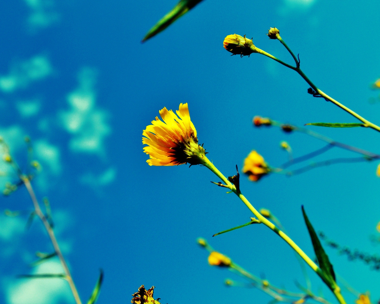 Природа, пейзаж Лето summer, nature, wallpaper16 красивые обои рабочий стол