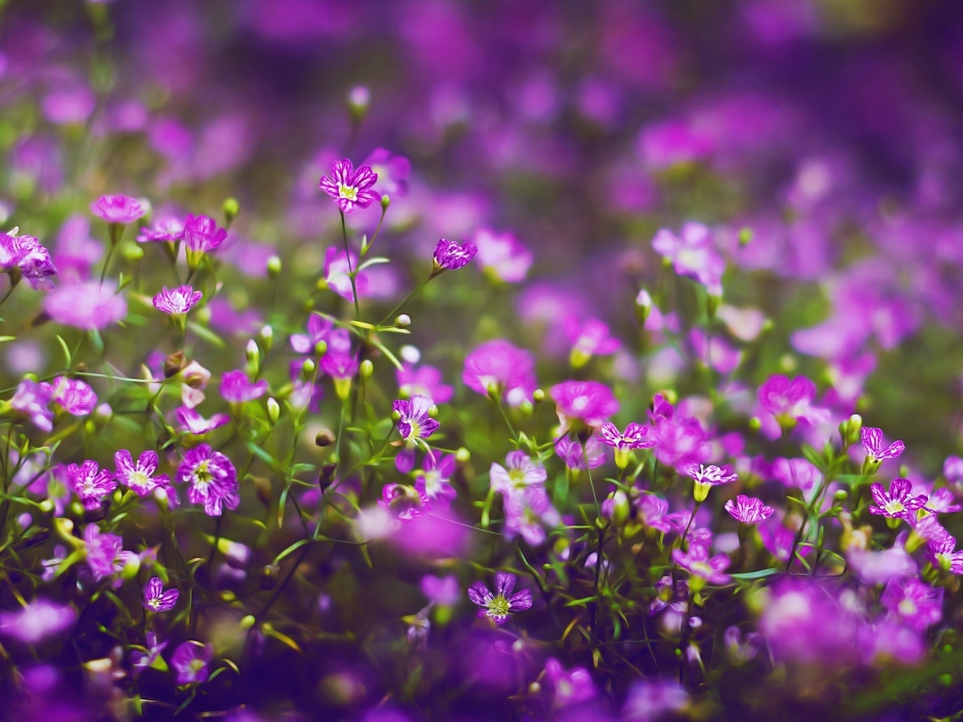 Природа, пейзаж Лето summer, nature, wallpaper 14 красивые обои рабочий стол