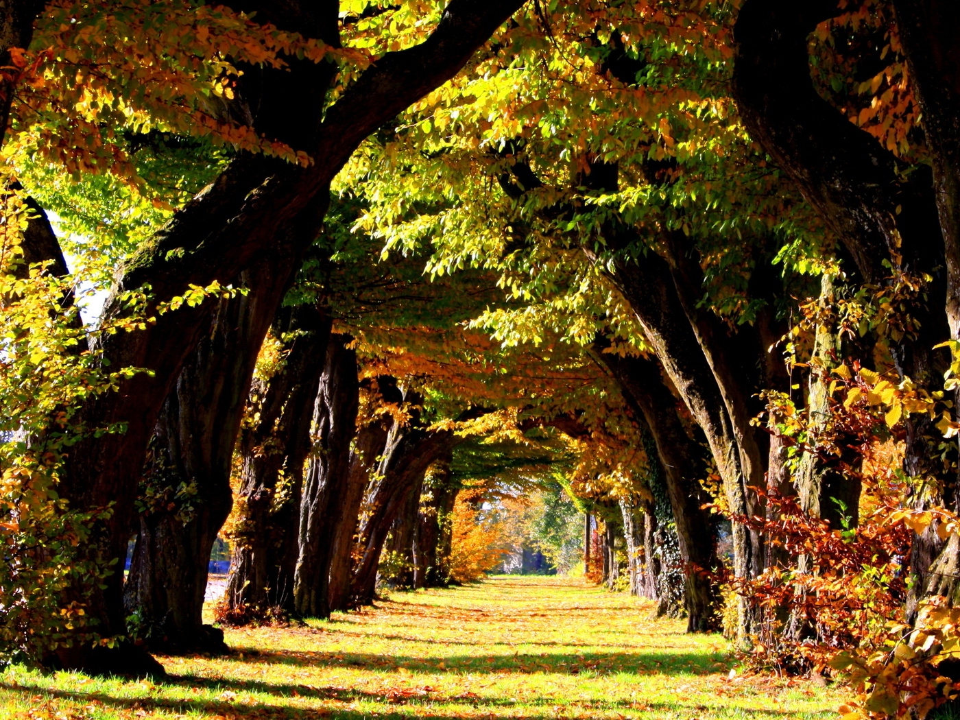 Природа, пейзаж Лето summer, nature, wallpaper 311 красивые обои рабочий стол