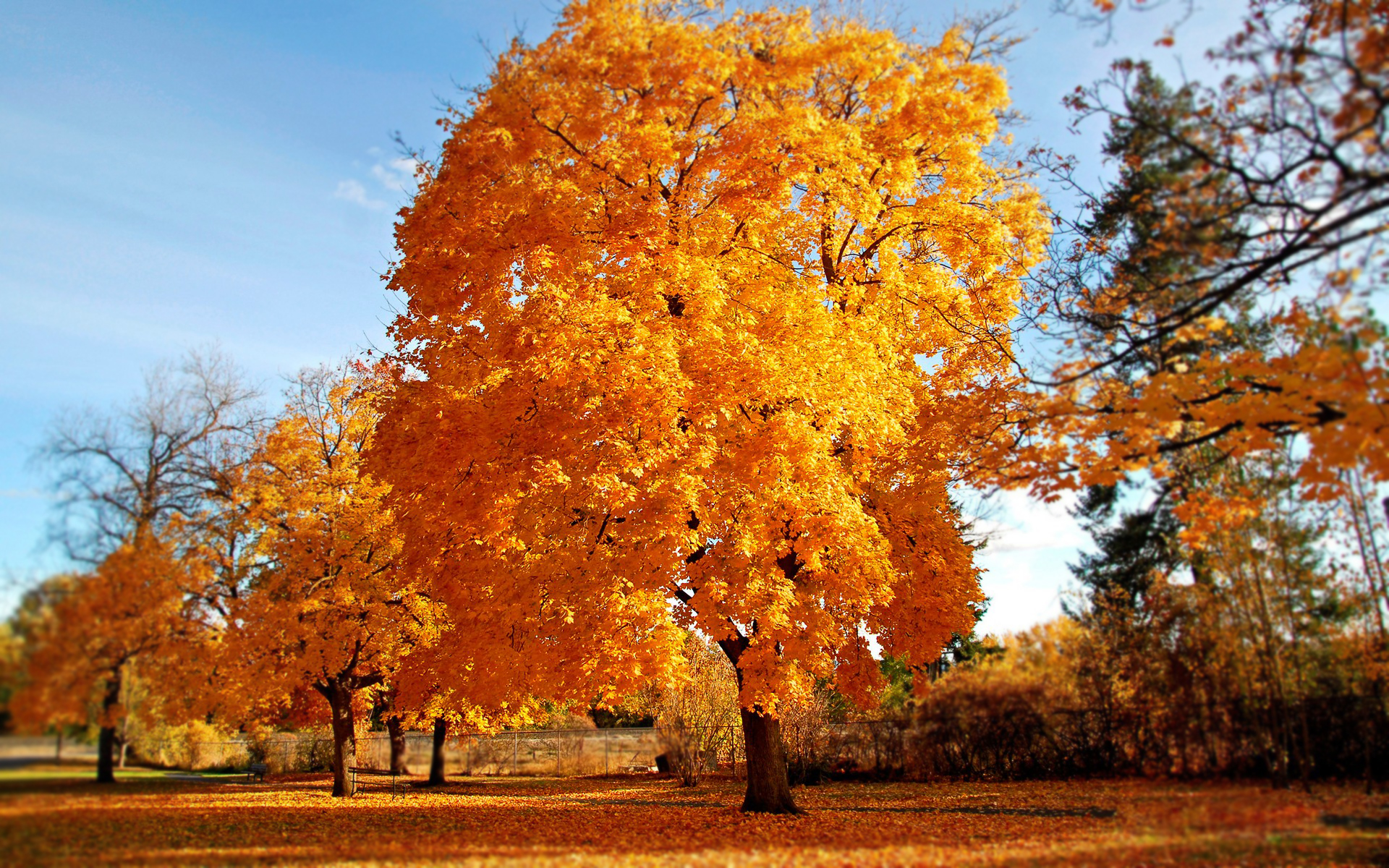 Природа, пейзаж Осень дерево, золото красивые обои рабочий стол